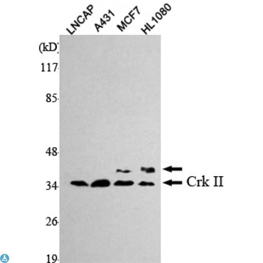 CRK Antibody