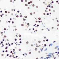HIST3H3 Antibody