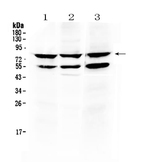 TNFRSF11A / RANK Antibody