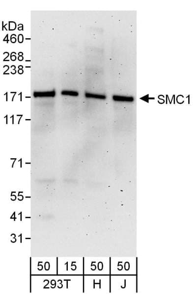 SMC1A / SMC1 Antibody (aa1183-1233)