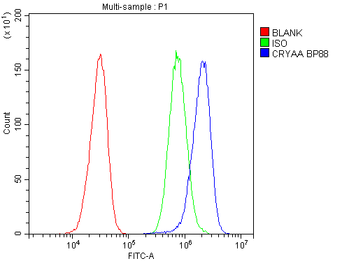 CRYAA / Alpha A Crystallin Antibody
