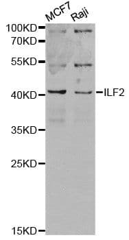Polyclonal Rabbit anti-Human NF45 / ILF2 Antibody (IF, WB)