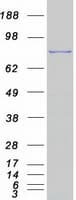 Human TLE1 / TLE 1 Protein (Recombinant Myc-DDK (Flag))
