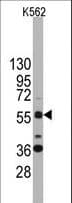 SOX9 Antibody (aa41-70)