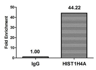 HIST1H4I Antibody