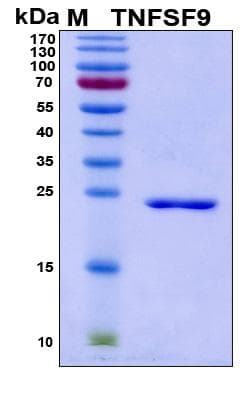 Human TNFSF9 / CD137L Protein (Recombinant His, N-Terminal)