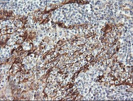 RAB30 Antibody (clone OTI4B9)