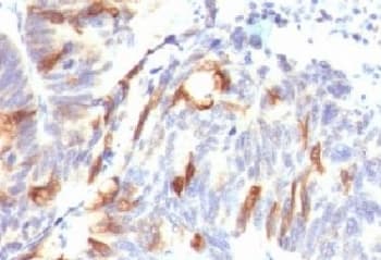 Monoclonal Mouse anti-Human Mucin 2 / MUC2 Antibody (clone SPM513, IHC, IF)