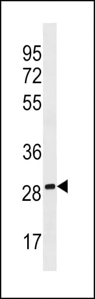 Polyclonal Rabbit anti-Human PEBP4 Antibody (aa100-127, WB)
