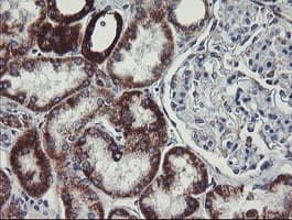 Monoclonal Mouse anti-Human C1orf151 Antibody (clone 4H7, Carrier-free, IHC, WB)