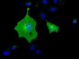 BTN1A1 Antibody (clone OTI5E6)
