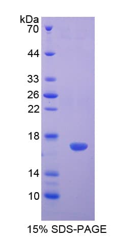 HIST2H3A Protein (Recombinant His)