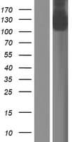 Human GTF2IRD2B Protein (Over-Expression Lysate Myc-DDK (Flag))