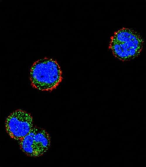 KLRC1 / NKG2A / CD159a Antibody (aa1-30)