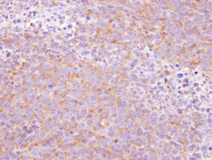SCYL3 Antibody (aa80-549)