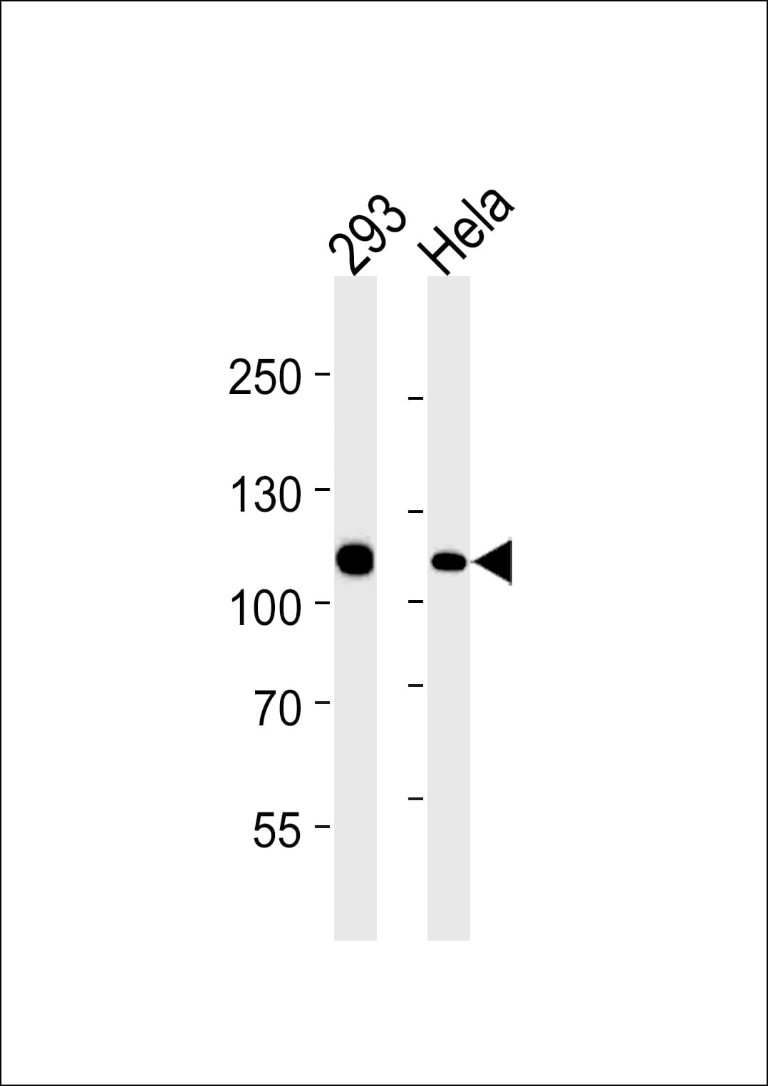 MSH2 Antibody (clone 1184CT1.3.2)