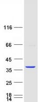 Human HAGHL Protein (Recombinant Myc-DDK (Flag))