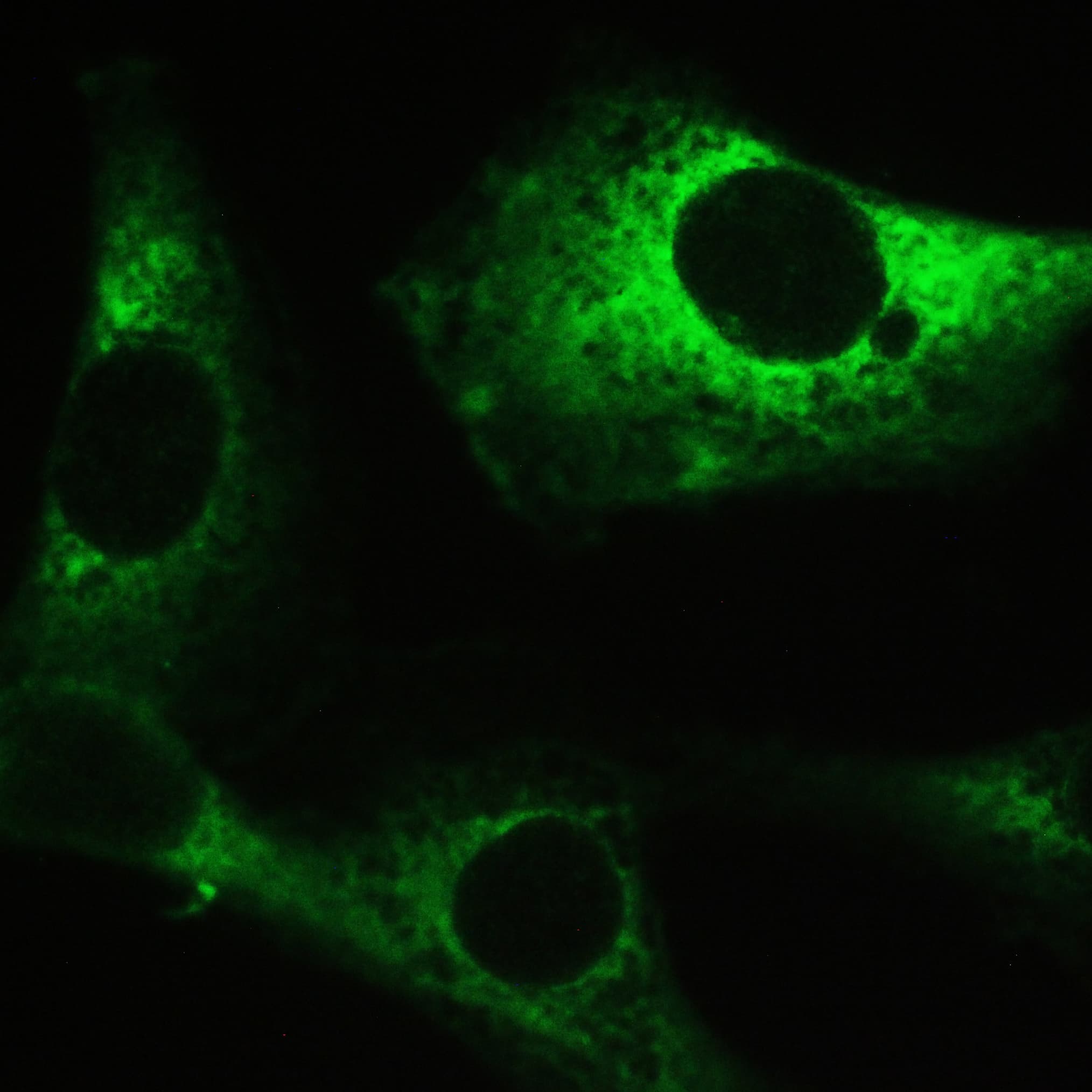 PPP1R12A / MYPT1 Antibody (aa1-40)