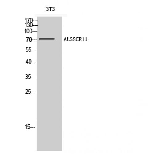 Polyclonal Rabbit anti-Human ALS2CR11 Antibody (460-540 aa, C-terminal, WB)