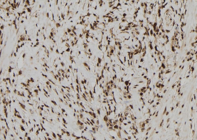 MRNP41 / RAE1 Antibody