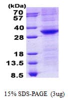 Human POU5F1 / OCT4 Protein (Recombinant His)