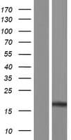 MDK / Midkine Protein (Over-Expression Lysate Myc-DDK (Flag))