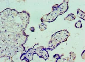 VTN / Vitronectin Antibody (aa364-478)