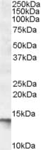 C1D Antibody (aa127-141)
