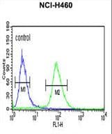 IDH3G Antibody (aa366-393)