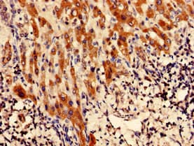 Polyclonal Rabbit anti-Human CFAP61 / C20orf26 Antibody (IHC)