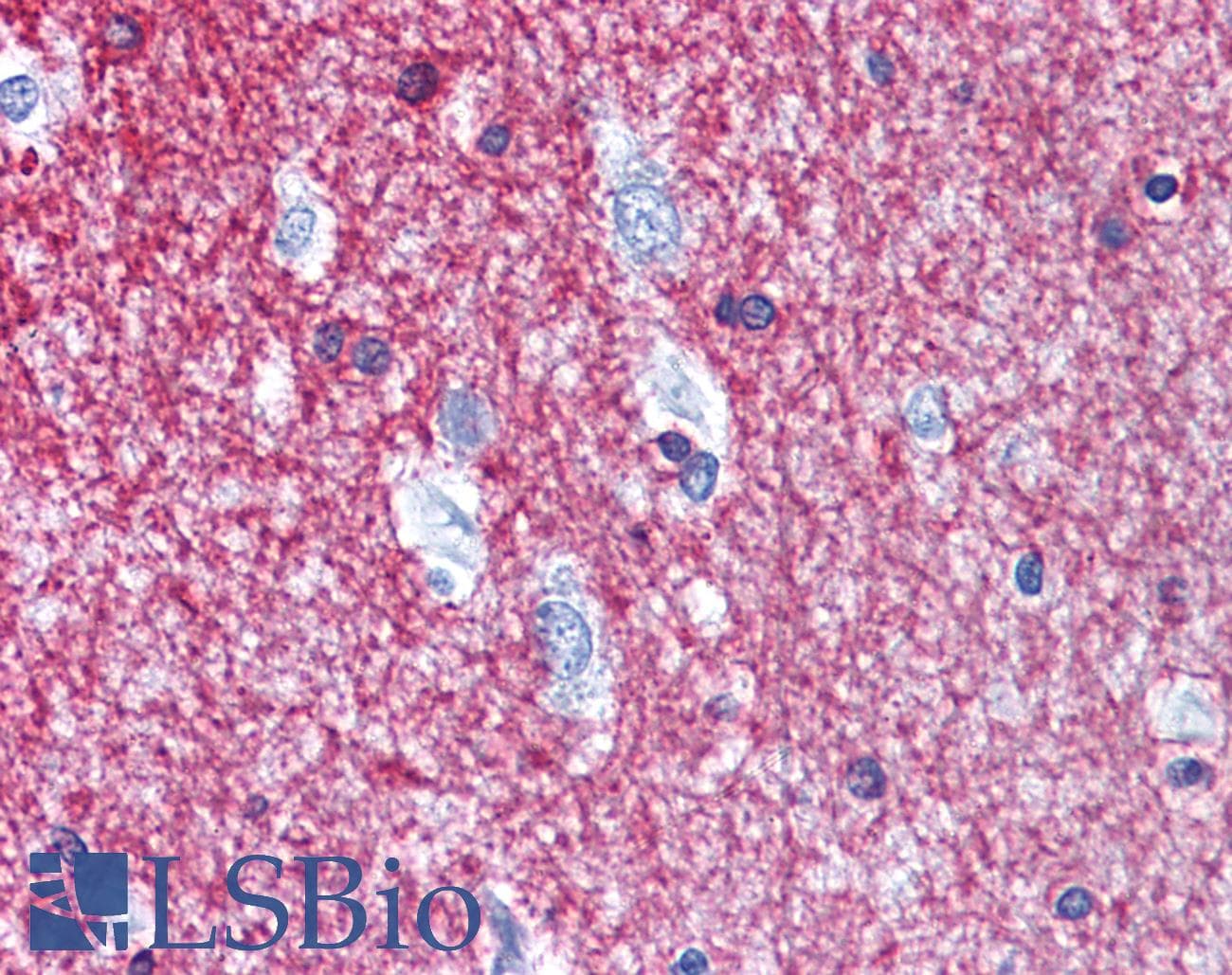 PathPlus™ Polyclonal Rabbit anti-Human CNPase Antibody (IHC, WB)