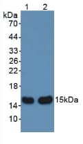 AHSP / EDRF Antibody