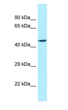 Polyclonal Rabbit anti-Human STAC Antibody (aa195-244, WB)
