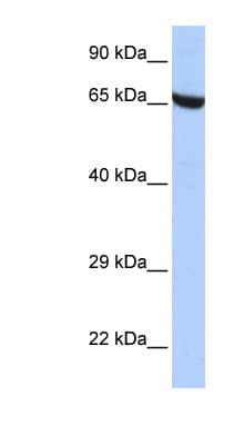 ZNF528 Antibody (aa396-445)