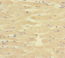 CORIN Antibody