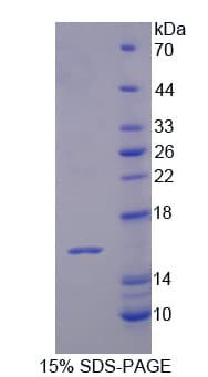 Bovine IL16 Protein (Recombinant His)