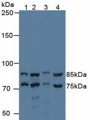 Cytokine IK Antibody (aa1-192, HRP)
