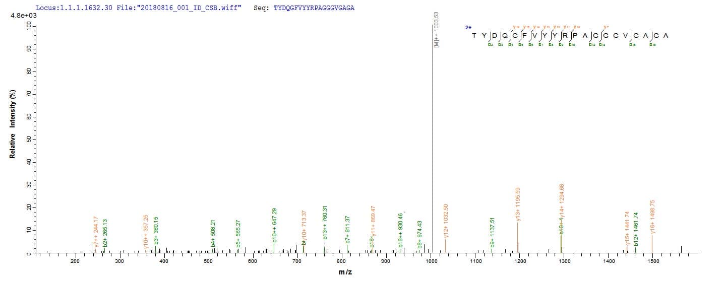 Human LOXL1 Protein (Recombinant)