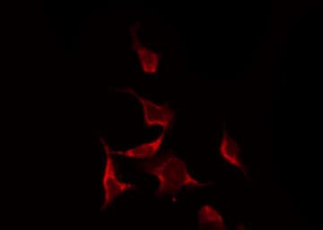 NRF1 / NRF-1 Antibody