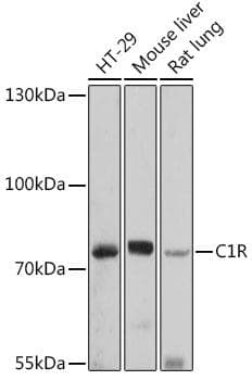 Complement C1R Antibody
