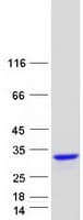 Human RGS8 Protein (Recombinant Myc-DDK (Flag))