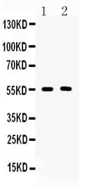 Basigin / Emmprin / CD147 Antibody
