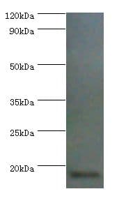 AIF1 / IBA1 Antibody (aa2-147, Biotin)