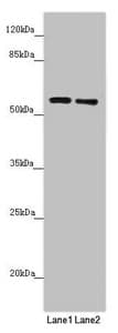 QRSL1 / GatA Antibody