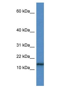 HIST1H3A Antibody (aa5-54)