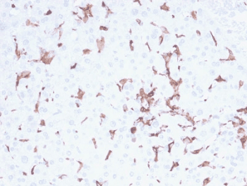 AIF1 / IBA1 Antibody (clone AIF1/2493)