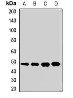 ERAL1 Antibody