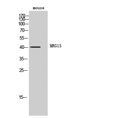 MORF4L1 / MRG15 Antibody (1-80 aa, Internal)
