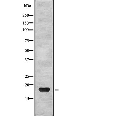 PTP4A2 / PRL-2 Antibody