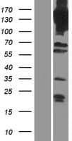 PDE4A / PDE4 Protein (Over-Expression Lysate Myc-DDK (Flag))